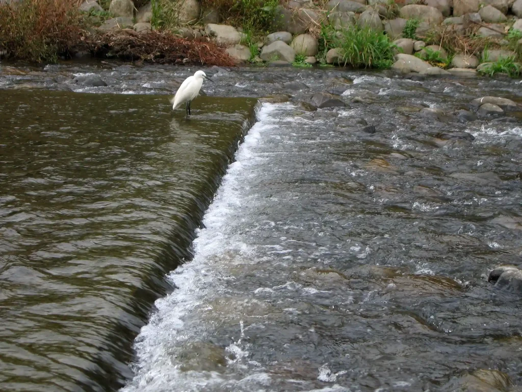 獲物を狙ってます