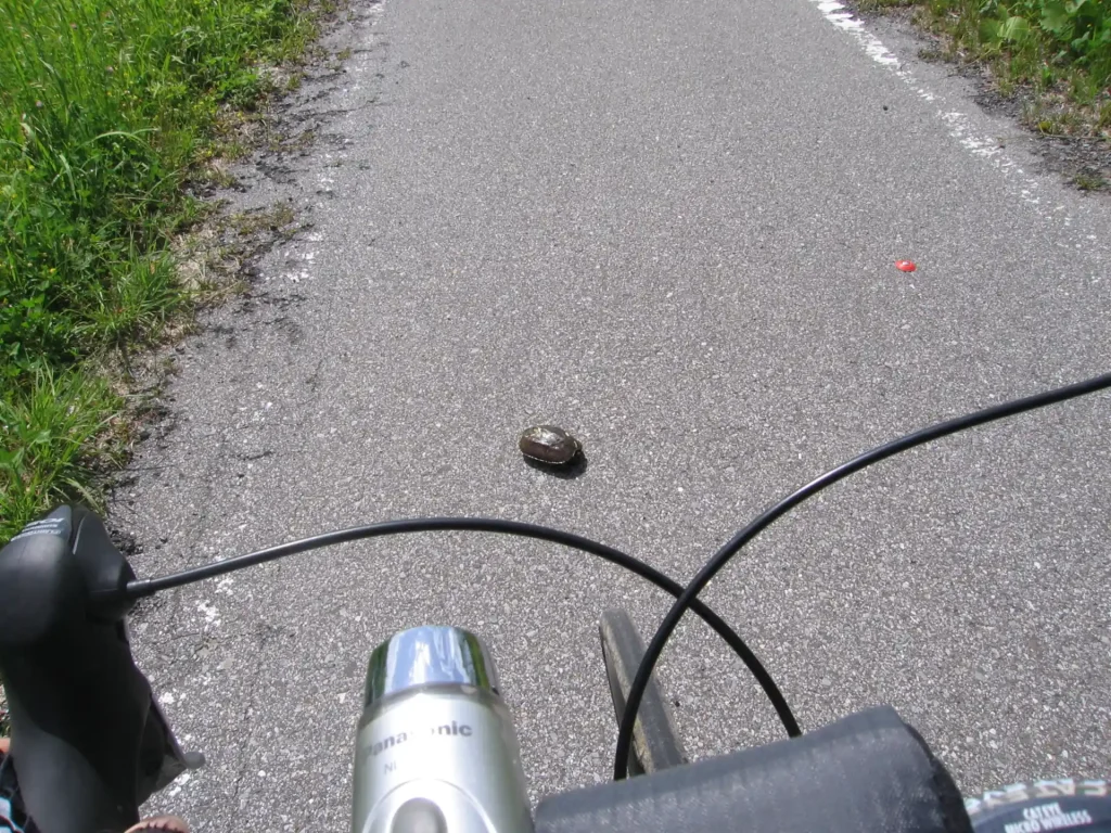 印旛沼サイクリングロード