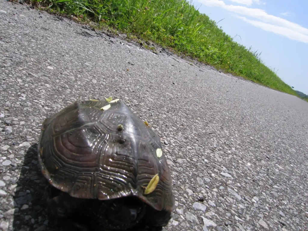 印旛沼サイクリングロード
