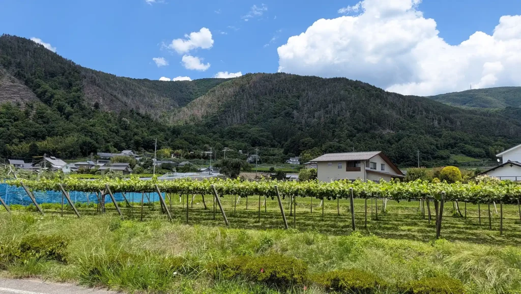 13：山辺ぶどう畑
