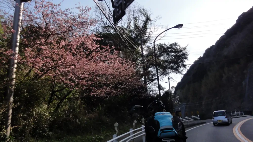 今井浜海岸の桜