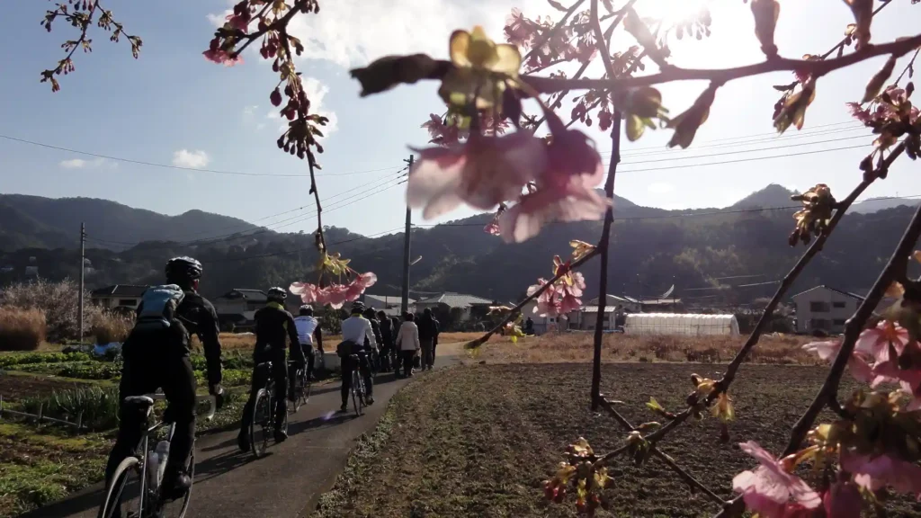 河津桜
