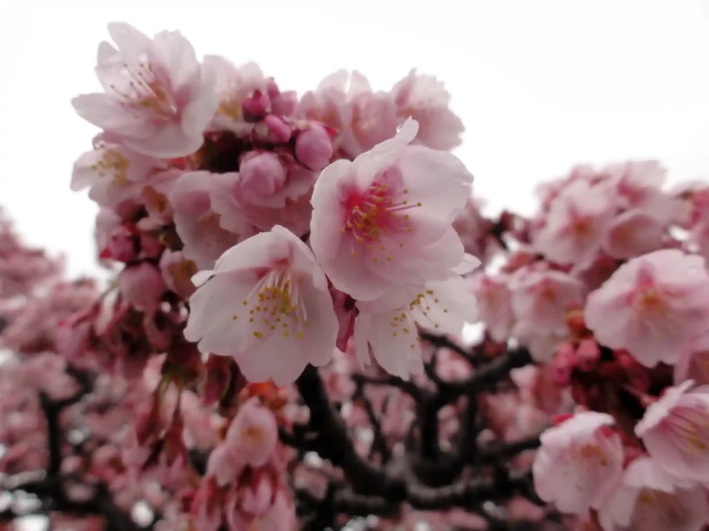 あたみ桜!
