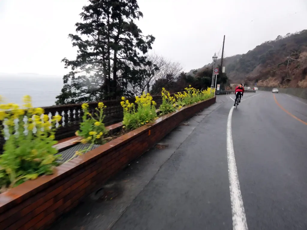 菜の花が咲く熱海の海岸線