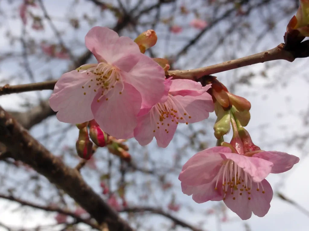 河津桜!